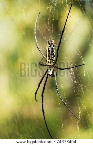 Nephila Pilipes