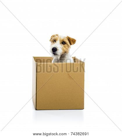 Young dog inside a cardboard box isolated