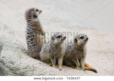 Meerkats สาม