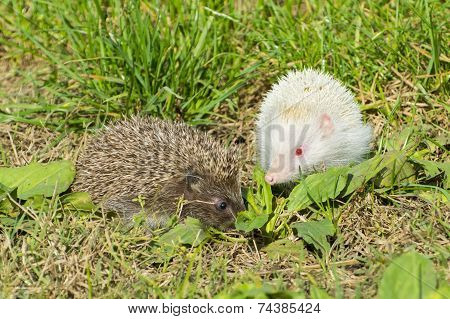 Albino Northern White-breasted Hedgehog (erinaceus Roumanicus)