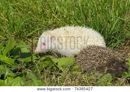 Albino Northern White-breasted Hedgehog (erinaceus Roumanicus)