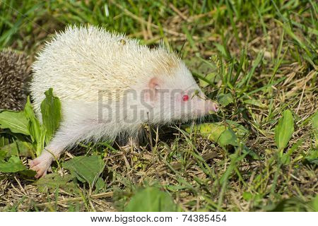 Albino Northern White-breasted Hedgehog (erinaceus Roumanicus)