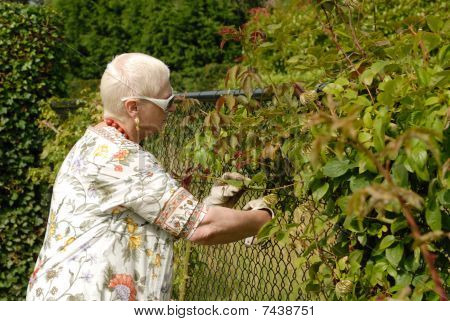Senior Lady Pruning, Trimming Her Roses Hedge