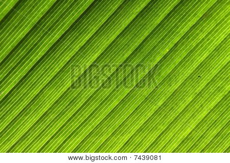 das Blatt Muster