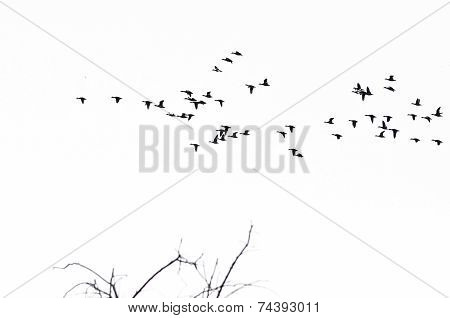 Flock Of Ducks Silhouetted Against A White Background