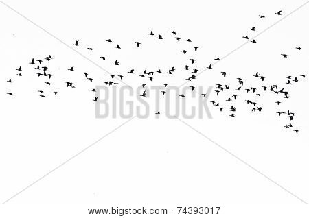 Flock Of Ducks Silhouetted Against A White Background