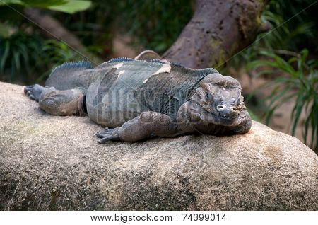 Iguana (Amblyrhynchus cristatus) resting on rocks 