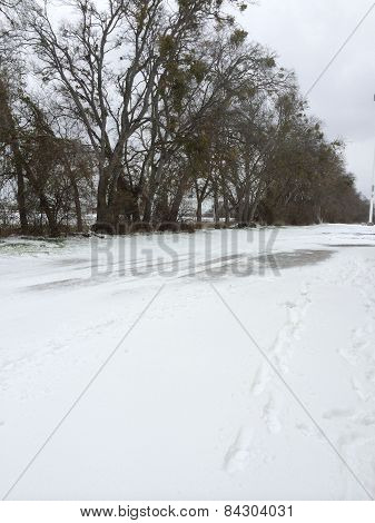 Snowy Lane