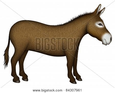 Donkey