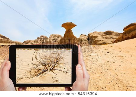 Tourist Taking Photo Of Saxaul In Wadi Rum Desert