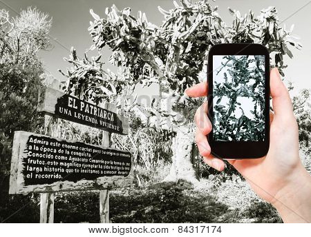 Tourist Taking Photo Of Patriarch Cactus