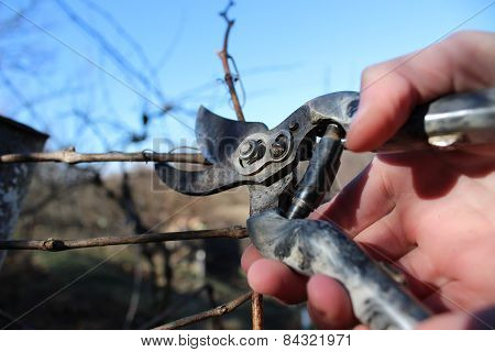 Pruning branches of grapes in the spring garden.
