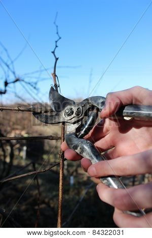 Pruning branches of grapes in the spring garden.