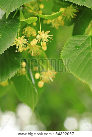Lime blossom tree in spring.
