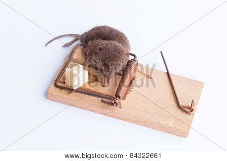 Dead Mouse In A Trap