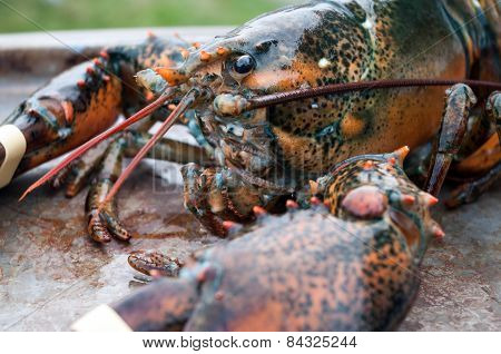 Live Lobster
