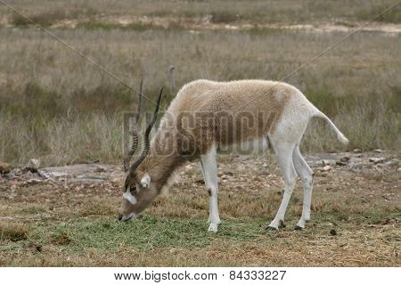 Addax 1