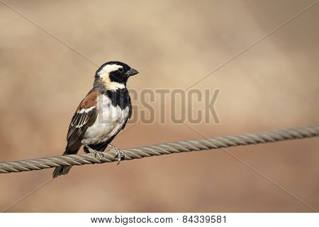 Small cape weaver bird sitting on a fence
