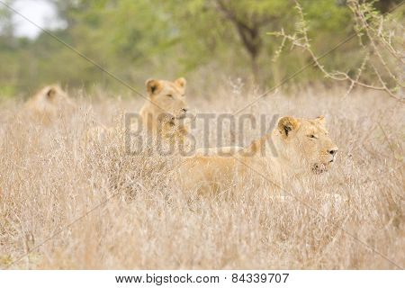 lions family hiding in the bush, Kruger