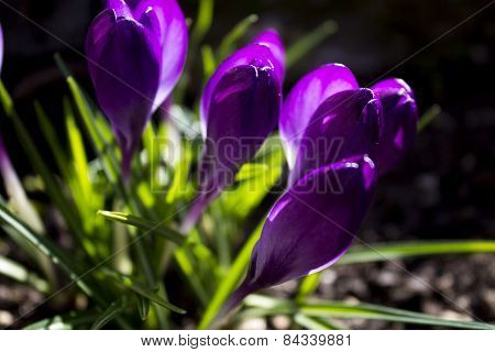 Closed crocus