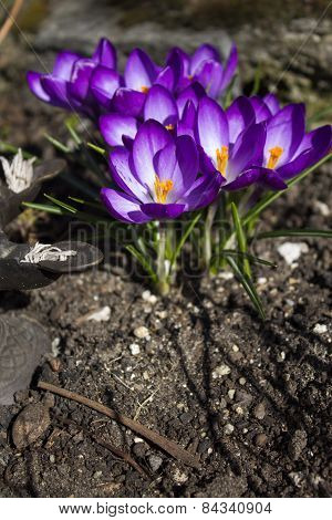 Opened crocus