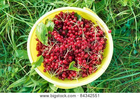 Berries of red viburnum in bucket