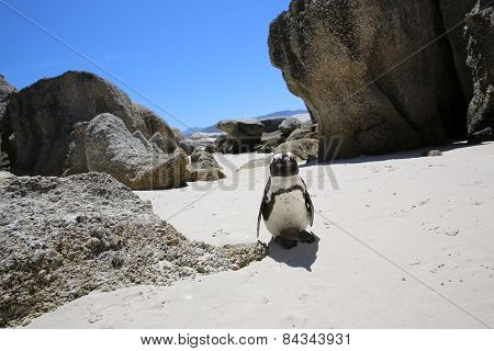 Jackass Penguin