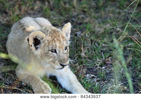 Lion Cub