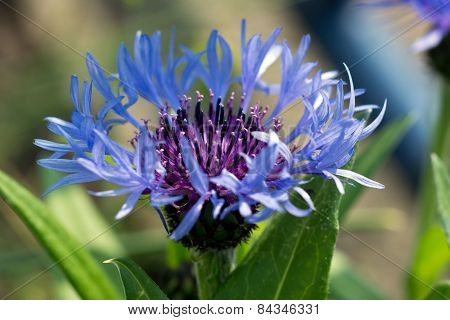 Blue Cornflower