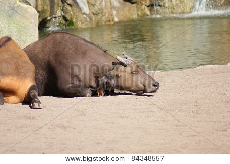 African Forest Buffalo