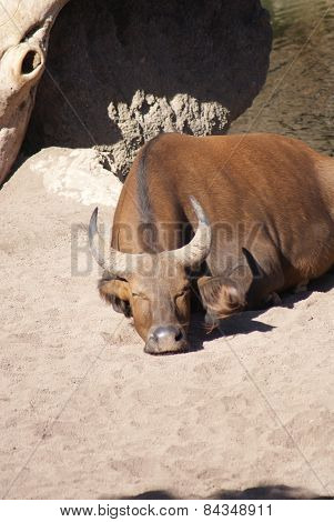 African Forest Buffalo