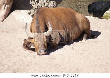 African Forest Buffalo