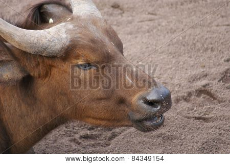 African Forest Buffalo