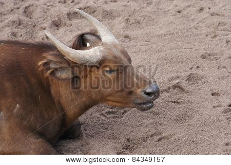 African Forest Buffalo
