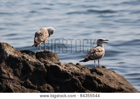 Seagulls