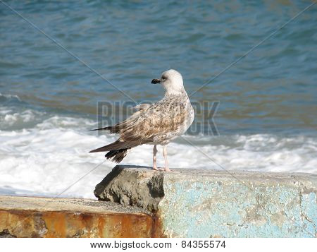 Seagull