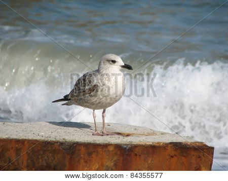 Seagull