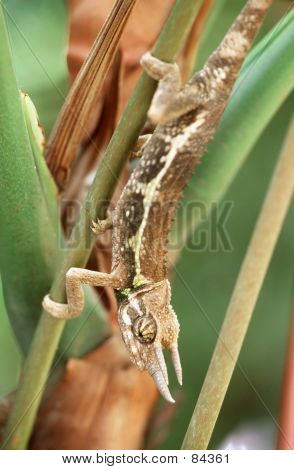 Chameleon
