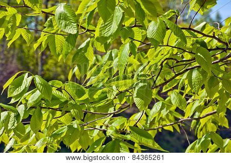 Green Leaves