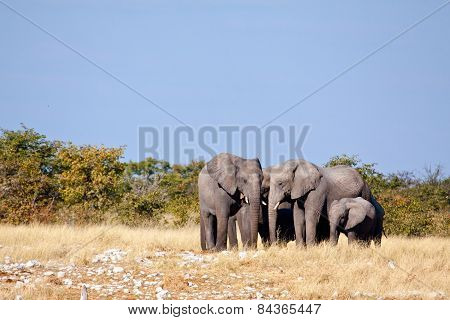 A group of Elephants standing around waiting for their turn at a water hole.