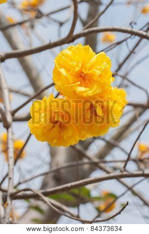 Cochlospermum Regium Flower.