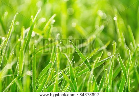 Morning Dew
