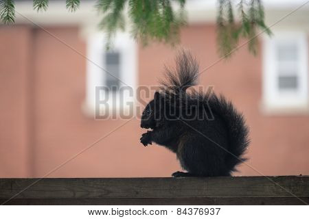 Squirrel