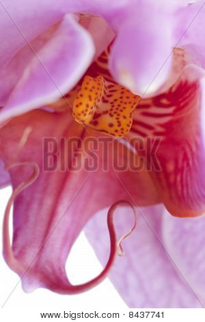 Orquídea