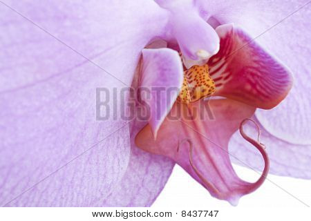 Orquídea