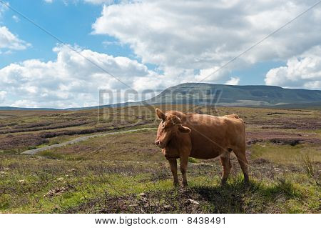 Vaca en las montañas