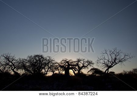 Baobab trees in the setting sun of Botswana