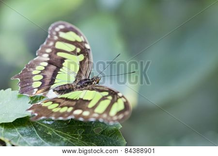 Siproeta Stelenes (Malachite)