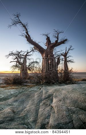 A large baobab tree on Kubu Island in Botswana