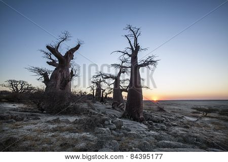 Baobab trees on the edge of a large salt pan